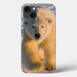 Eisbär, Ursus maritimus, Eisbär auf Eis title_seo2