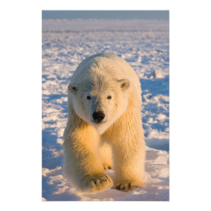 Eisbär, Ursus maritimus, Eisbär auf Eis Fotodruck