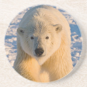 Eisbär, Ursus maritimus, Eisbär auf Eis Getränkeuntersetzer
