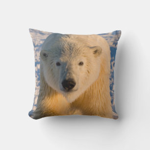 Eisbär, Ursus maritimus, Eisbär auf Eis Kissen