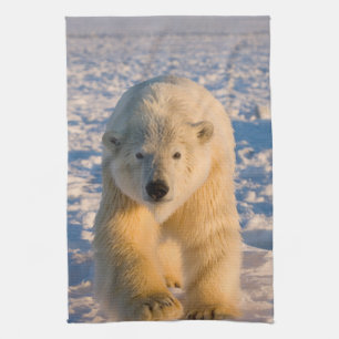 Eisbär, Ursus maritimus, Eisbär auf Eis Küchentuch