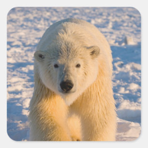 Eisbär, Ursus maritimus, Eisbär auf Eis Quadratischer Aufkleber