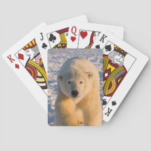 Eisbär, Ursus maritimus, Eisbär auf Eis Spielkarten