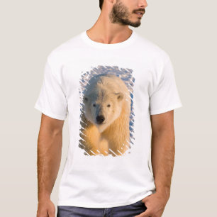 Eisbär, Ursus maritimus, Eisbär auf Eis T-Shirt