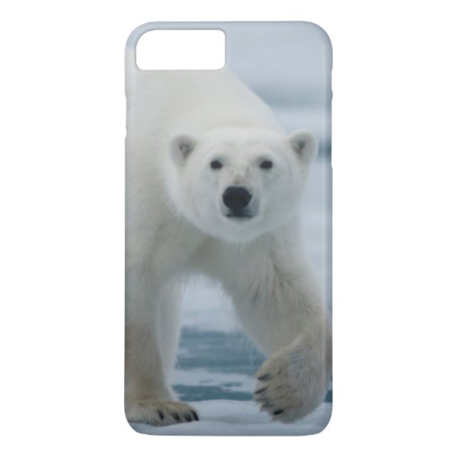 Eisbär, Ursus Maritimus, Erwachsener Case-Mate iPhone Hülle (Rückseite)