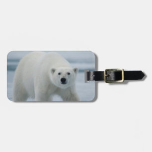 Eisbär, Ursus Maritimus, Erwachsener Gepäckanhänger