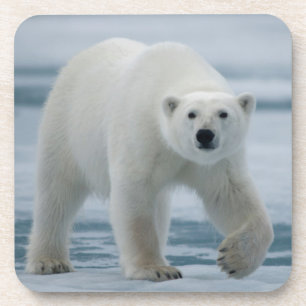 Eisbär, Ursus Maritimus, Erwachsener Getränkeuntersetzer