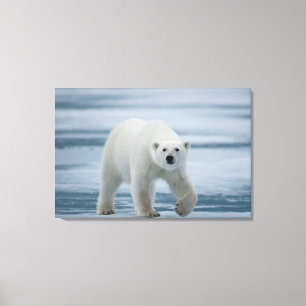 Eisbär, Ursus Maritimus, Erwachsener Leinwanddruck