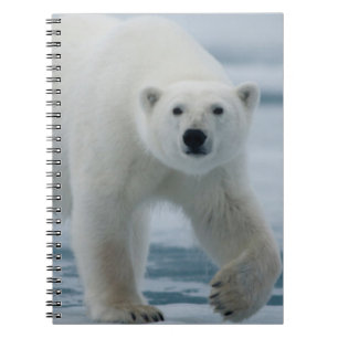 Eisbär, Ursus Maritimus, Erwachsener Notizblock