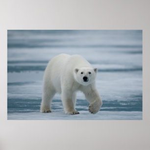 Eisbär, Ursus Maritimus, Erwachsener Poster