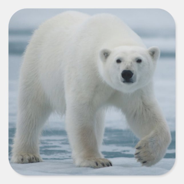 Eisbär, Ursus Maritimus, Erwachsener Quadratischer Aufkleber (Vorderseite)