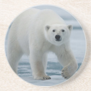 Eisbär, Ursus Maritimus, Erwachsener Sandstein Untersetzer