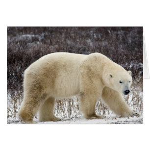 Eisbär Ursus maritimus) in Churchill