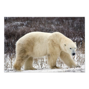 Eisbär Ursus maritimus) in Churchill Fotodruck
