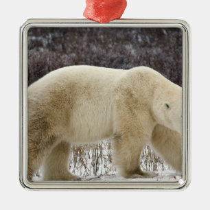 Eisbär Ursus maritimus) in Churchill Ornament Aus Metall