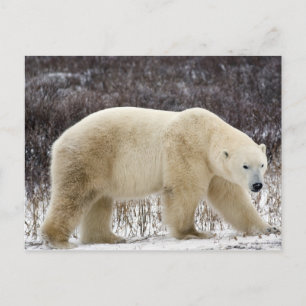 Eisbär Ursus maritimus) in Churchill Postkarte