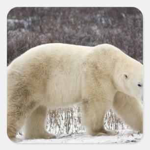 Eisbär Ursus maritimus) in Churchill Quadratischer Aufkleber