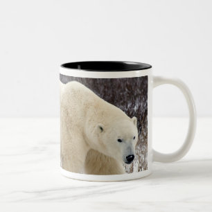 Eisbär Ursus maritimus) in Churchill Zweifarbige Tasse