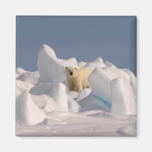 Eisbär, Ursus maritimus, in rauen Eis Magnet