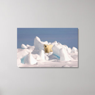 Eisbär, Ursus maritimus, in Roheis Leinwanddruck