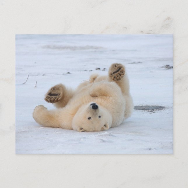 Eisbär, Ursus maritimus, Junges, das 3 rollt Postkarte (Vorderseite)