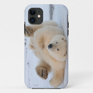 Eisbär, Ursus maritimus, Jungtier rollt 3 title_seo2