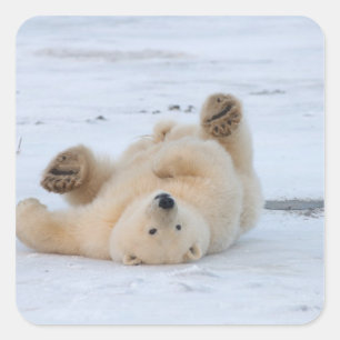 Eisbär, Ursus maritimus, Jungtier rollt 3 Quadratischer Aufkleber