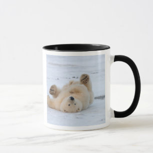 Eisbär, Ursus maritimus, Jungtier rollt 3 Tasse