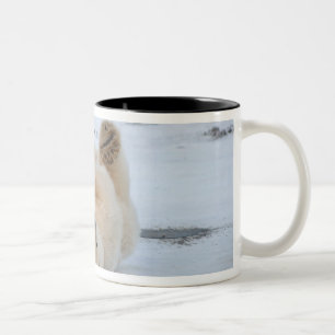 Eisbär, Ursus maritimus, Jungtier rollt 3 Zweifarbige Tasse