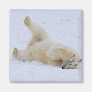 Eisbär, Ursus maritimus, Jungtier rollt Magnet