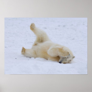 Eisbär, Ursus maritimus, Jungtier rollt Poster