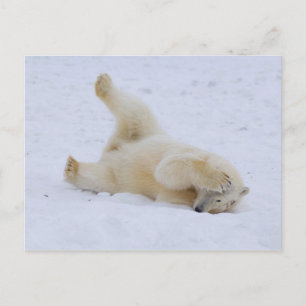 Eisbär, Ursus maritimus, Jungtier rollt Postkarte