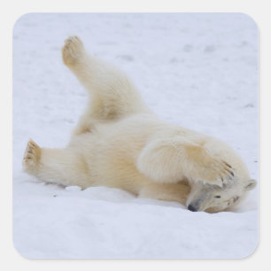 Eisbär, Ursus maritimus, Jungtier rollt Quadratischer Aufkleber