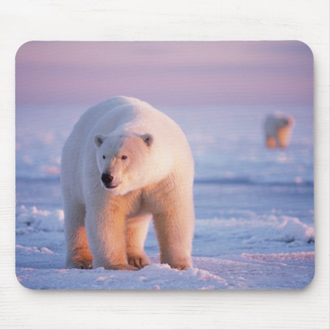 Eisbär, Ursus maritimus Mousepad (Vorne)