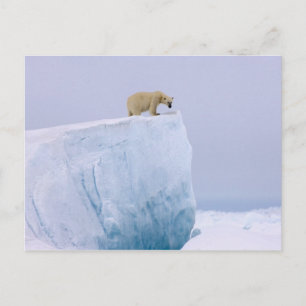 Eisbär, Ursus maritimus Postkarte