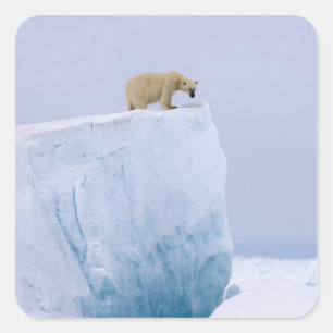 Eisbär, Ursus maritimus Quadratischer Aufkleber