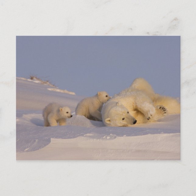 Eisbär, Ursus maritimus, Sau, die mit spielt Postkarte (Vorderseite)