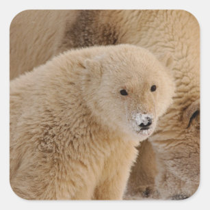 Eisbär, Ursus maritimus, Sau mit Jungem Quadratischer Aufkleber