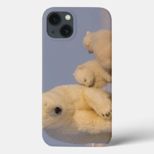 Eisbär, Ursus maritimus, Sau mit neugeborenen 3 iPhone 13 Hülle