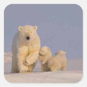 Eisbär, Ursus maritimus, Sau mit neugeborenen 3 Quadratischer Aufkleber