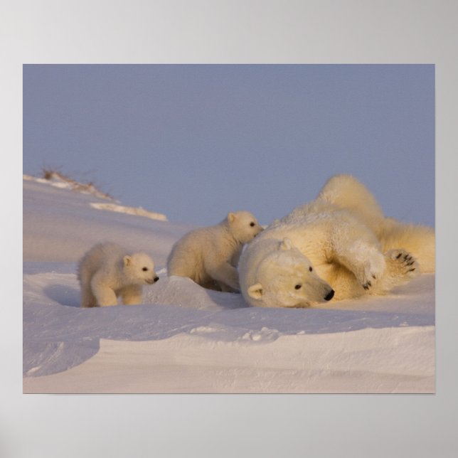 Eisbär, Ursus maritimus, Sauen, die mit Poster (Vorne)
