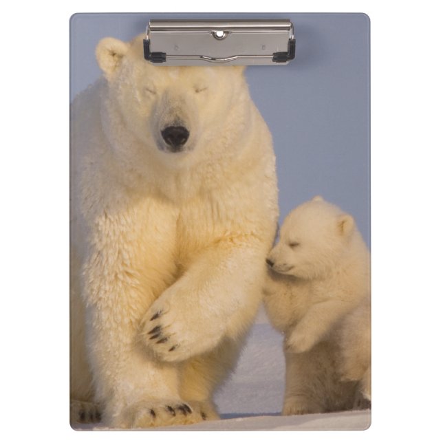 Eisbär, Ursus maritimus, Sauen mit Neugeborenen Klemmbrett (Vorderseite)