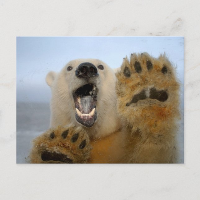 Eisbär, Ursus maritimus, schaut neugierig in 2 Postkarte (Vorderseite)