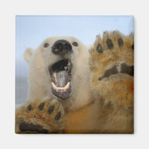 Eisbär, Ursus maritimus, schaut neugierig Magnet