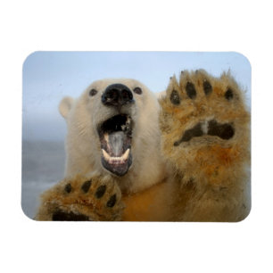 Eisbär, Ursus maritimus, schaut neugierig Magnet