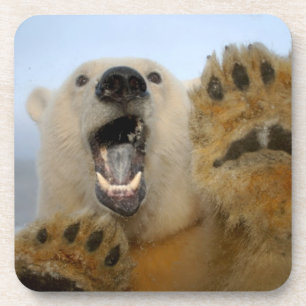 Eisbär, Ursus maritimus, schaut neugierig Untersetzer