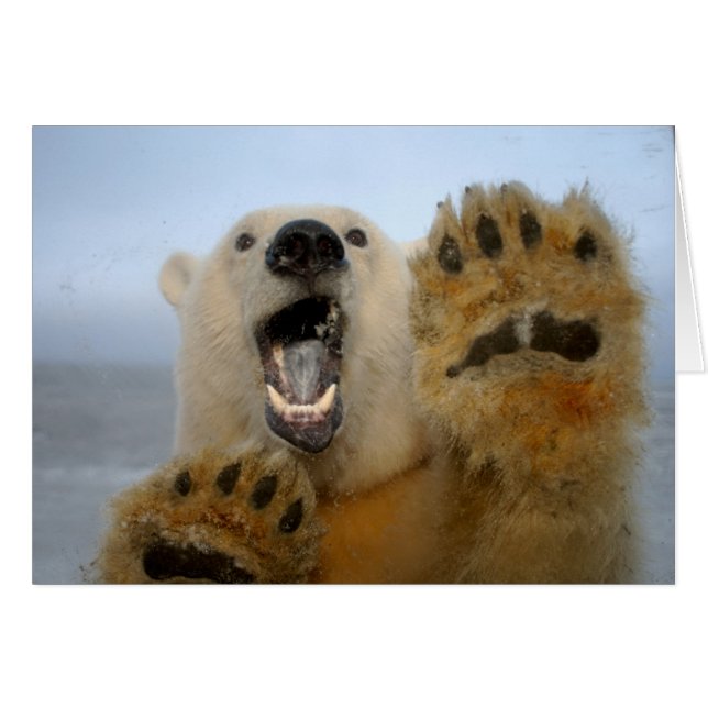 Eisbär, Ursus maritimus, sieht seltsam aus (Vorderseite (Horizontal))