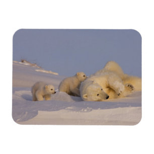 Eisbär, Ursus maritimus, spielende Bärin Magnet