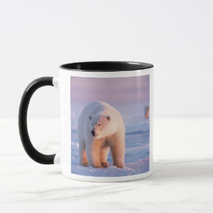 Eisbär, Ursus maritimus Tasse