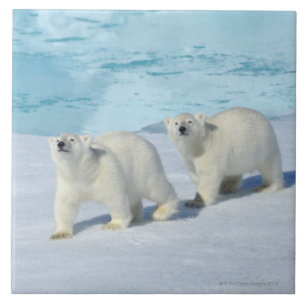 Eisbär, zwei Schalen auf Packeise, Ursus Fliese